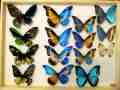 Gynandromorph collection (Ornithoptera and Morphos, Alex Bic) (Internet Image property of respective owner, non-commercial use only)